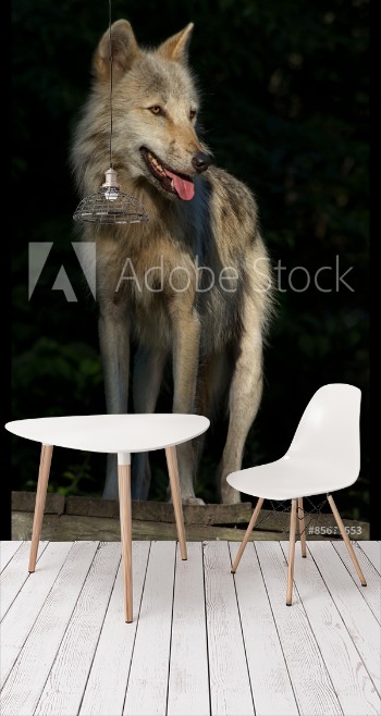 Picture of Timber Wolf Gray Wolf Grey Wolf
